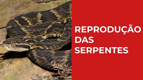 transando com cobra|Dia do sexo: conheça a (intensa) vida sexual das cobras